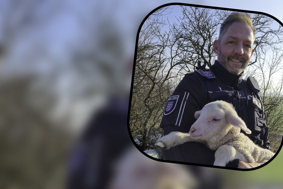 Mehrere Lämmer tot: Polizei rettet Schafherde - Ermittlungen gegen Bauern