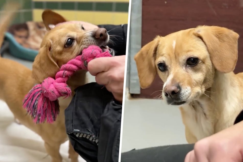 Die Hündin sucht ein neues Zuhause und wartet nun auf Menschen, die bleiben.