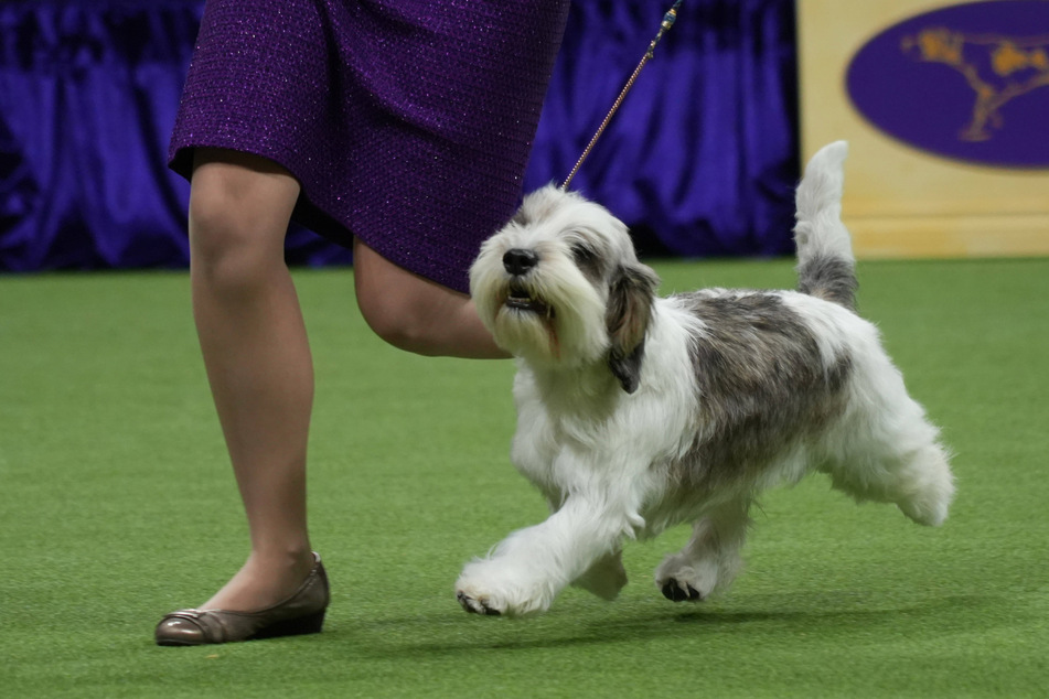Buddy Holly, a Basset Griffon, won the 2023 award for world's most beautiful dog.