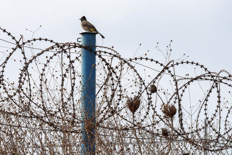 A bulbul bird perches on the barbed wire fence with northern Israel in the southern Lebanese village of Wazzani.