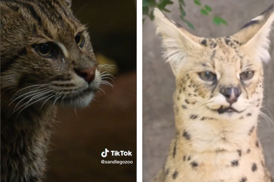 San Diego Zoo shows you three cats you've never heard of before