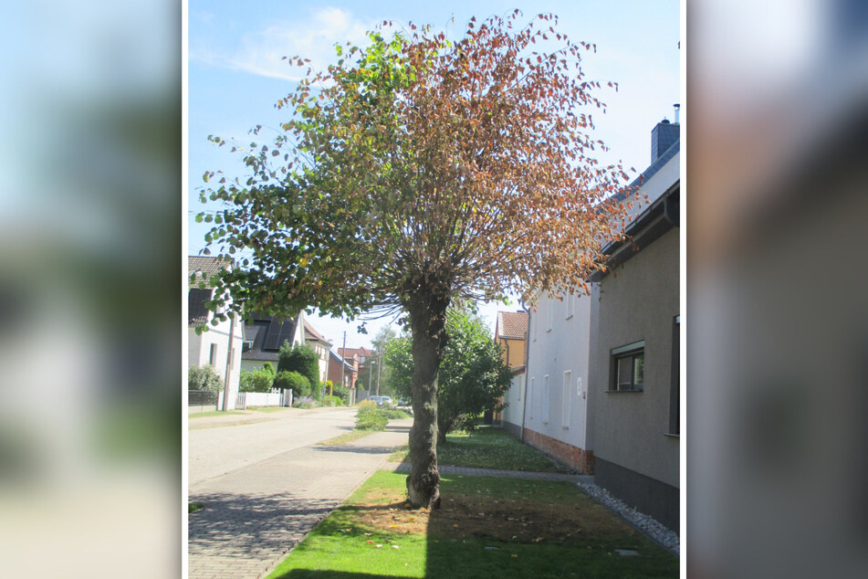 Nach 75 Jahren zeigt die alte Kopflinde trockene Äste und Blätter. Auch der Boden ist beschädigt.