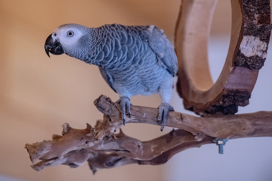 Graupapagei Jacky wurde von Doris L. (55) und ihrem Mann aus Libyen gerettet und liebevoll aufgepäppelt. (Symbolbild)