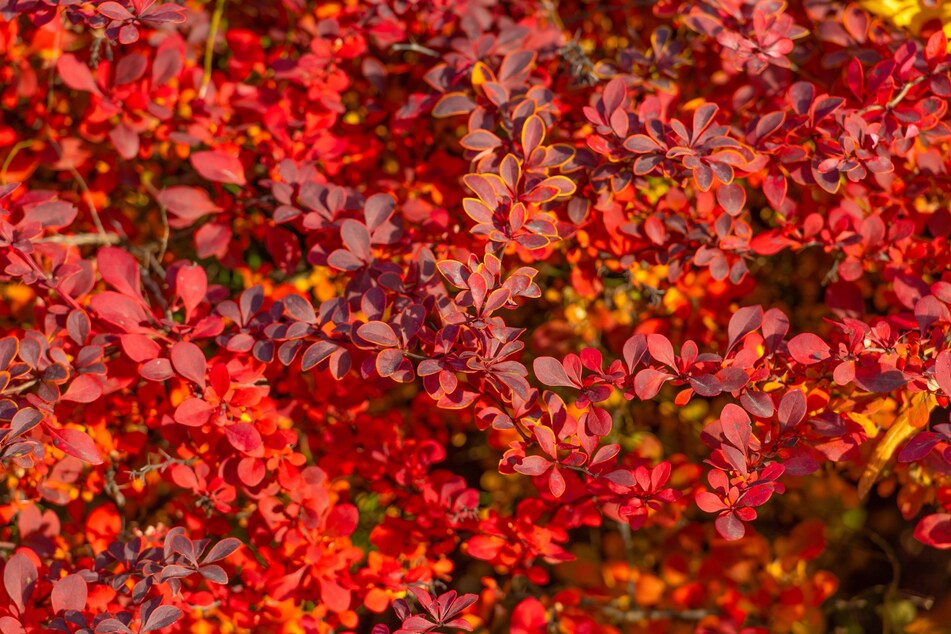 Vogelfreundlich und ästhetisch: Die Berberitze färbt sich im Herbst rot.