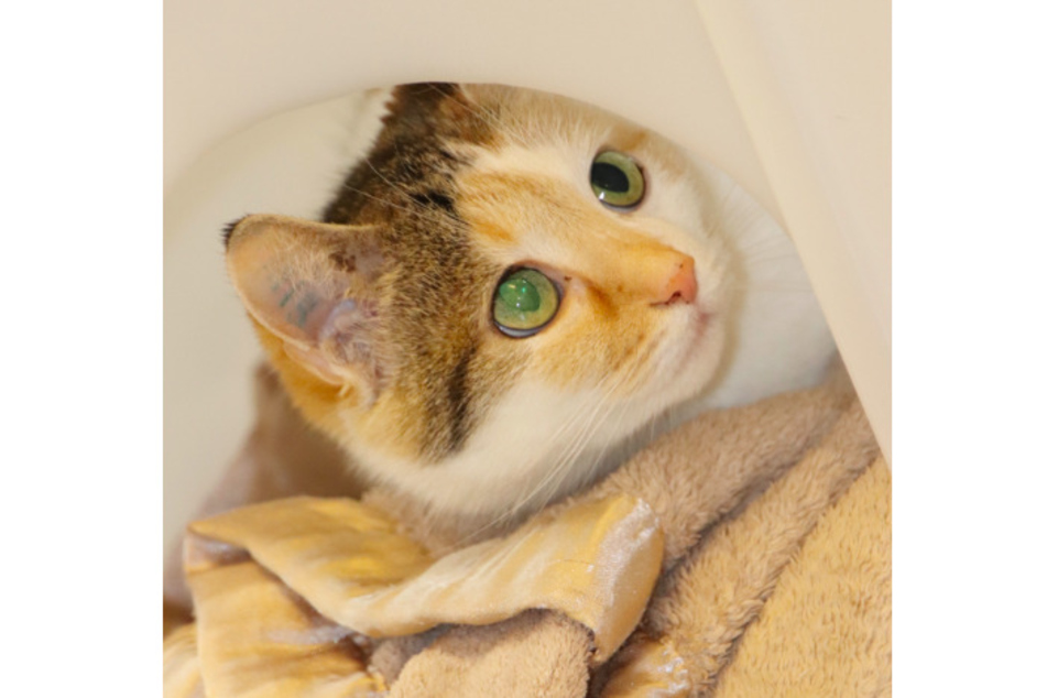 Katze Maunz.