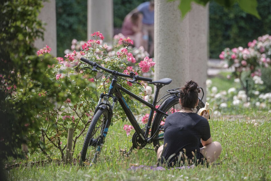 Die Ameisenart wurde erstmals im Rosensteinpark in Stuttgart nachgewiesen.