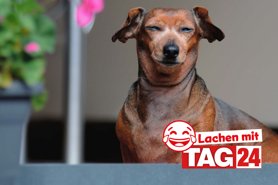 Witz des Tages vom 10.6.2024 - Täglich lachen mit TAG24