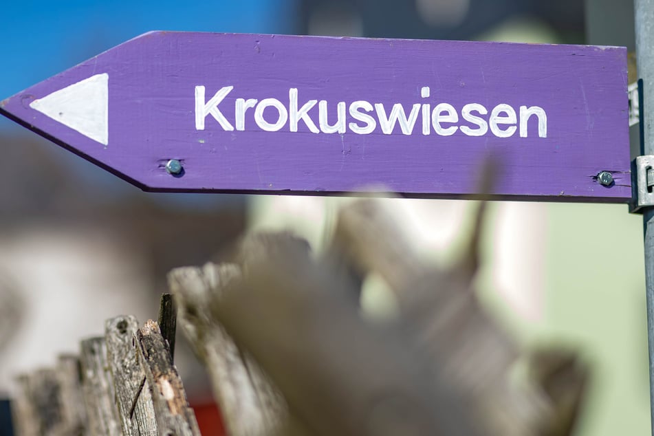 Die lila Schilder weisen auf den Rundweg hin, der auf einer Länge von vier Kilometern an den Krokuswiesen vorbeiführt. (Archivbild)