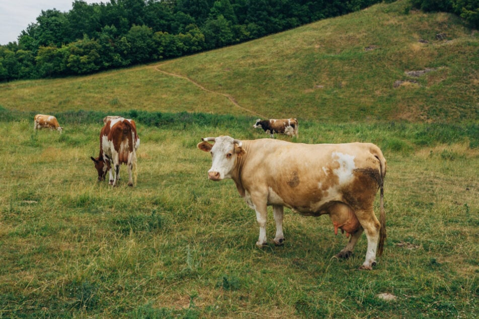 Zwei Kühe mussten aus dem Gleisbereich befreit werden. (Symbolfoto)
