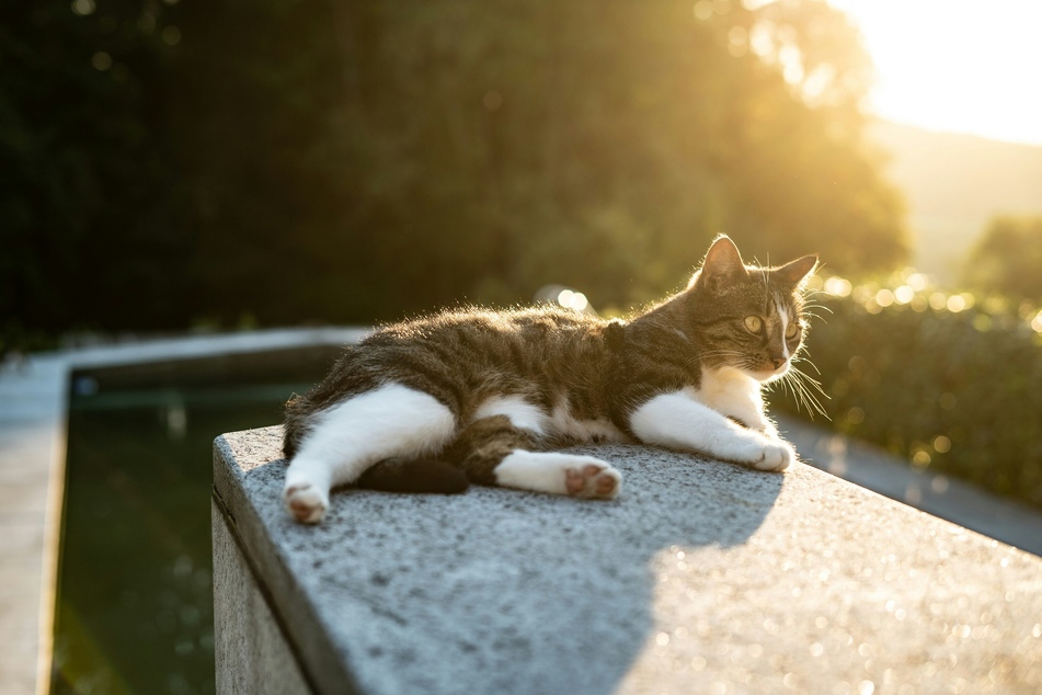 Cats love to go outside, and we wouldn't deny them that joy.