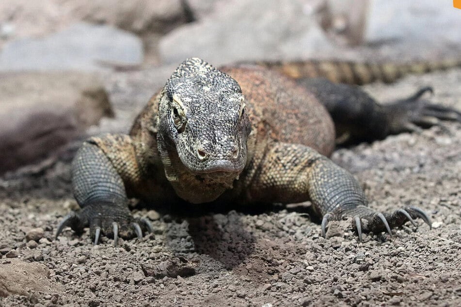 Der Leipziger Komodowaran Jiwa, Deutschlands erste Nachzucht seiner Art, bekommt eine Ziege serviert.