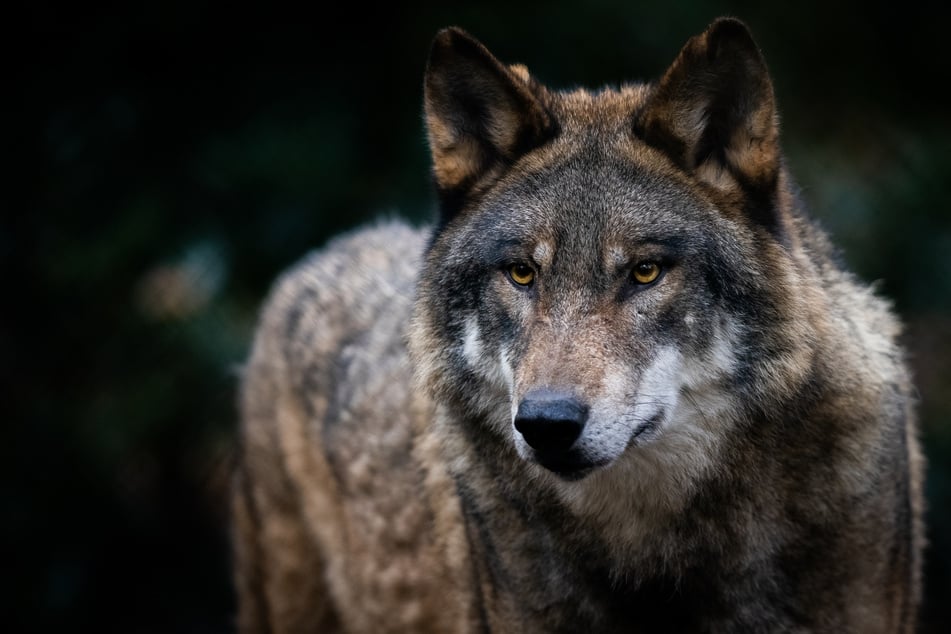 Während ihres Ausritts begegneten die beiden jungen Frauen einem Wolf. (Symbolfoto)