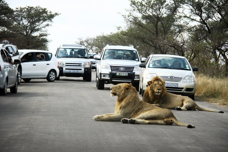 Zwei Safari-Touristen tot in Krüger-Nationalpark entdeckt: Auto spurlos verschwunden