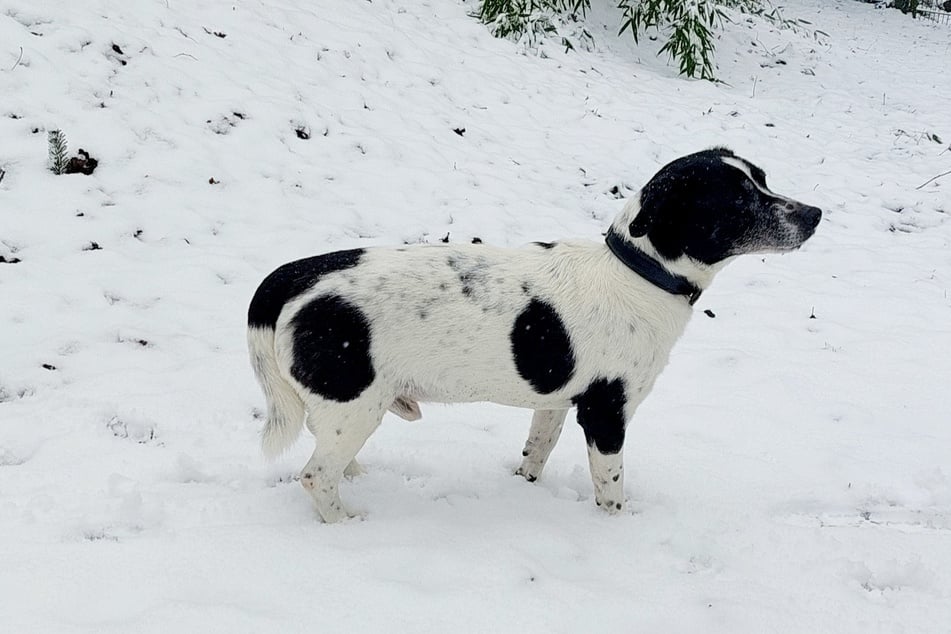 Seit dem 10. Februar lebt der 15-Jährige im Tierheim.