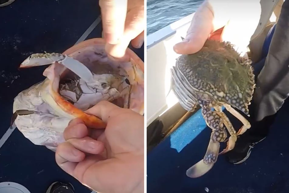 Diese Sandkrabbe hatte sich im Maul des Fisches verfangen.