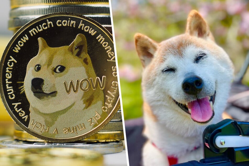 Weltberühmter Hund: Internet trauert um Tod von Shiba Inu "Kabosu"!