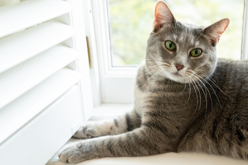 Katze erobert die Herzen im Sturm: Willow ist der neueste Mitbewohner im Weißen Haus