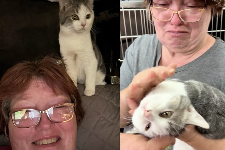 Wasza rodzina przygotowała wszystko do adopcji kotka „Dusty”.