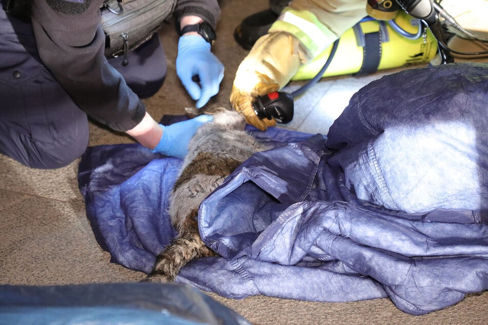 Mittels Atemschutzgerät erhielt eine Katze Frischluft.