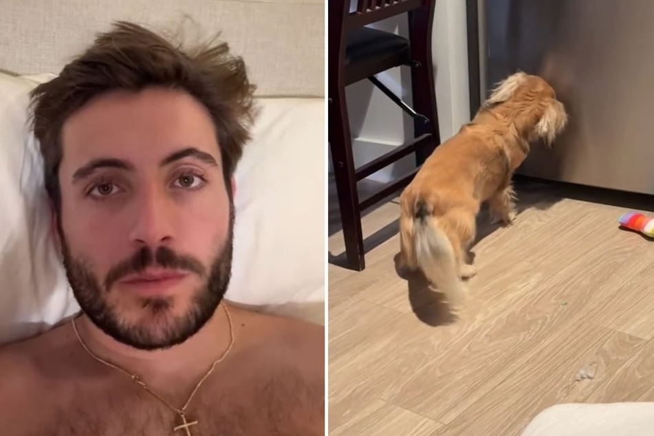 "Does anyone want my dog?" Matt Rossi from Boston begins his TikTok video, which went viral last month.