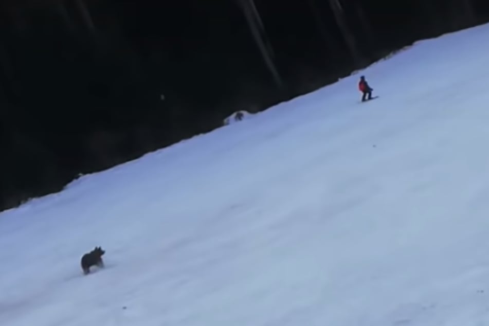 The skier is being chased by a wild bear.