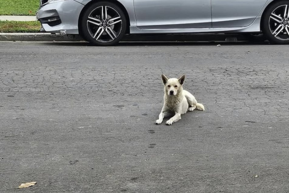 Die Hündin wurde einfach zurückgelassen.