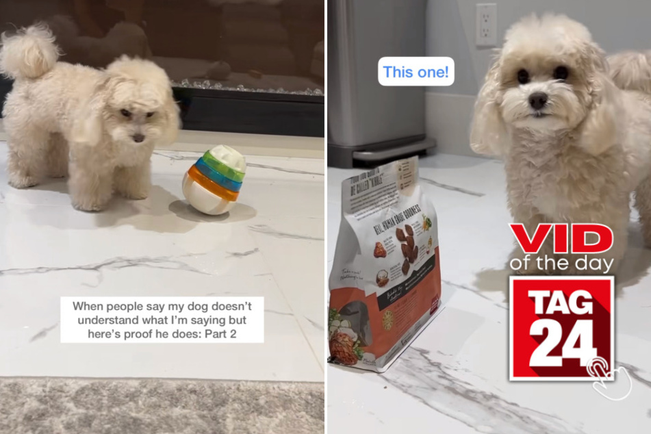 viral videos: Viral Video of the Day for June 14, 2023: Dog astonishes TikTok with freaky language skills!