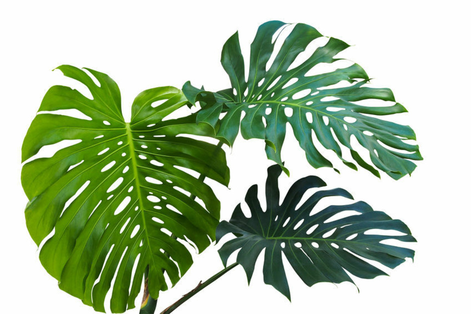 Die Monstera ist eine trendige Tropenschönheit.