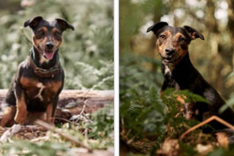 Anhänglicher Hund ist total aufgedreht: Findet Elsar endlich ein neues Zuhause?