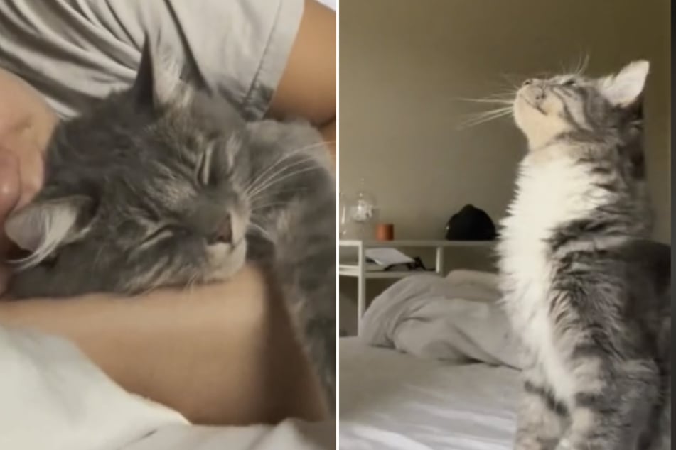 TikTok can't get over how snugly this cat is. The fluffy thing likes to sleep wrapped up in his owner's arms.