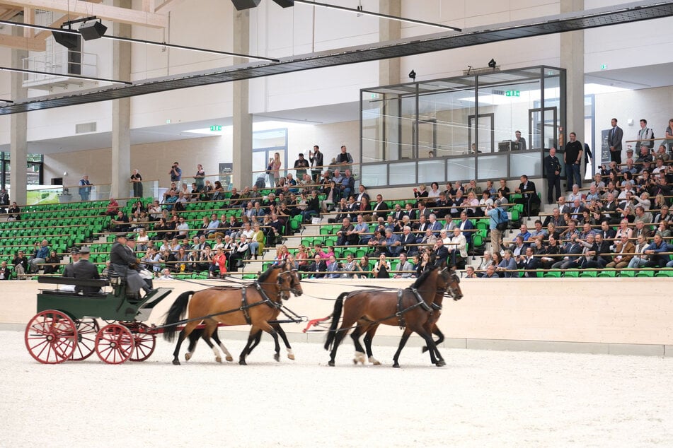 Vierspänner mit Hengsten der Rasse Sächsisch-Thüringisches Schweres Warmblut zeigten bei der Eröffnung ihr Können.