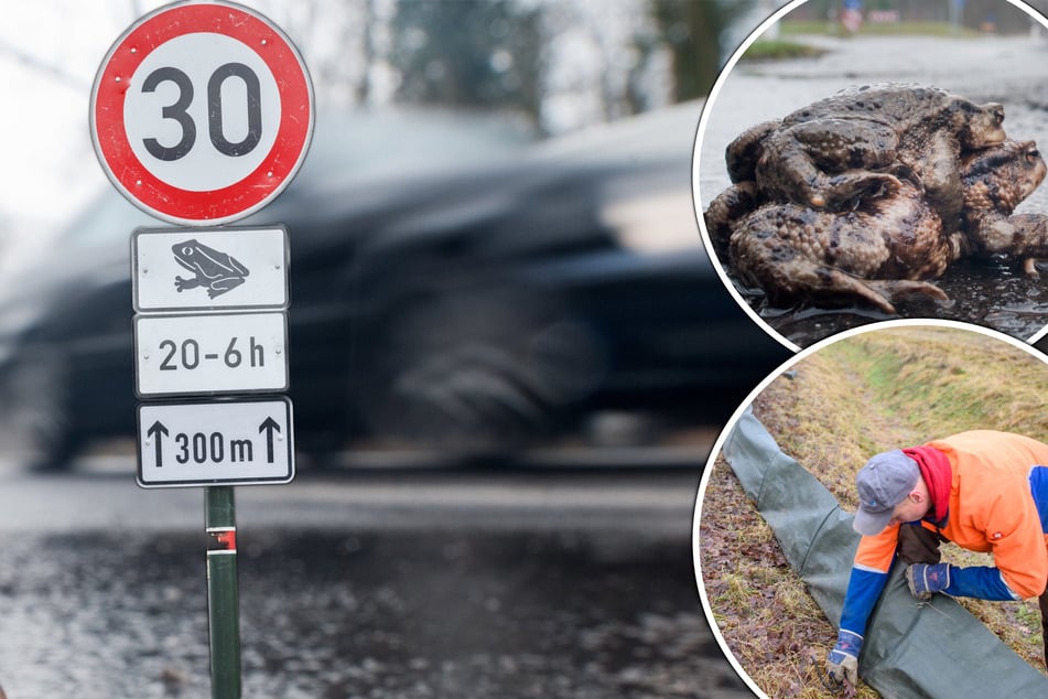 NABU bittet Sachsen um Rücksichtnahme: Frosch und Kröte wandern wieder - Doch es werden immer weniger
