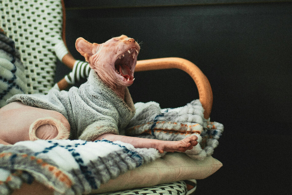 The sphynx is a surprisingly popular cat breed.