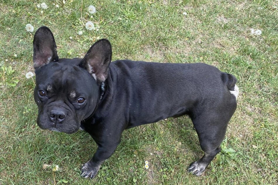 Vorerfahrung im Umgang mit Hunden ist gewünscht.