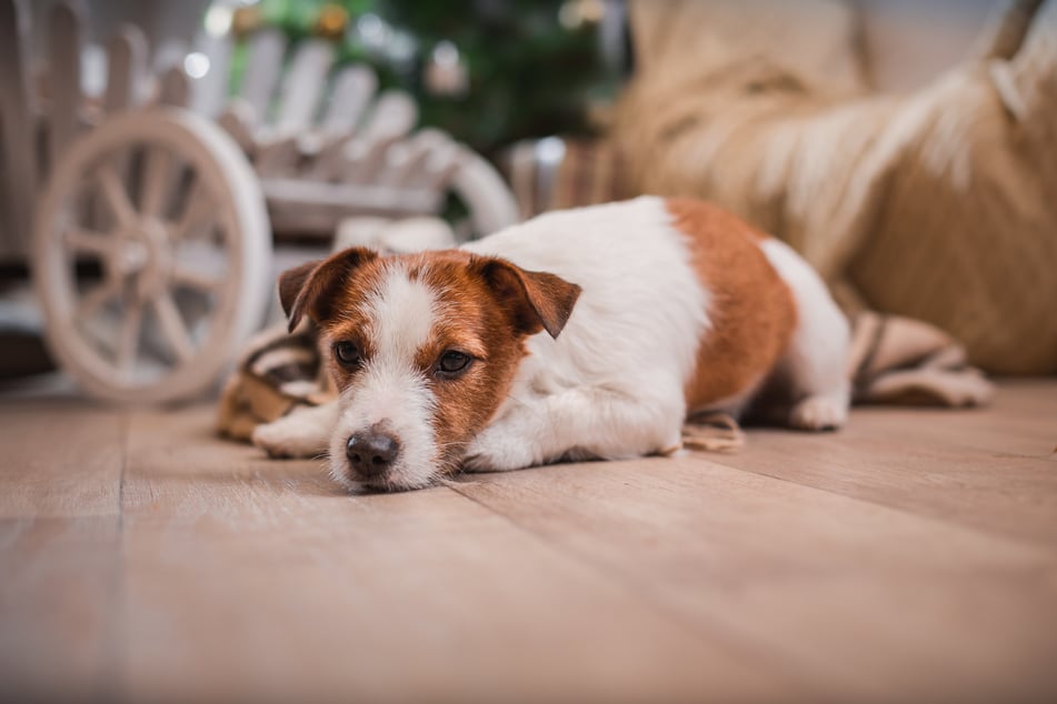 Der Jack Russell Terrier ist für seine freche Natur bekannt – ein frecher weiblicher Hundename wie „Pixie“ oder „Zora“ passt hier perfekt!