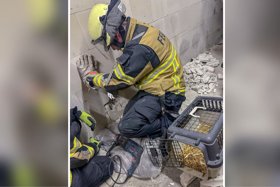 Um zur eingeklemmten Katze zu gelangen, mussten Kameraden der Feuerwehr Essen kleine Öffnungen in die Wand bohren.