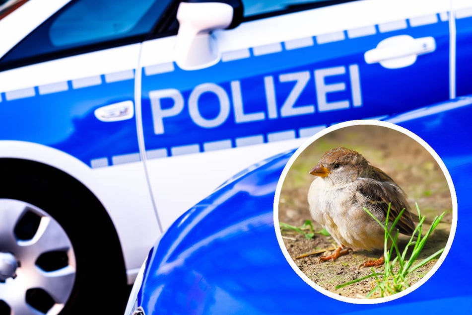 Spatz baumelt an Faden von Blechdach, Polizist bekommt für Rettung kurioses "Dankeschön"