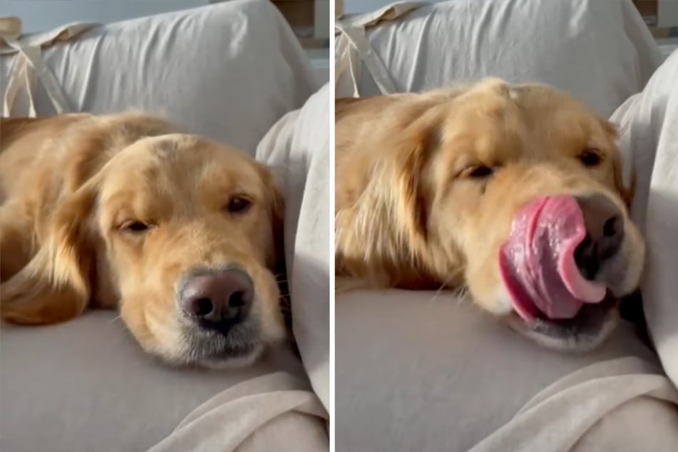 Bianca the dog licks her muzzle with satisfaction – the berry wasn't that bad after all