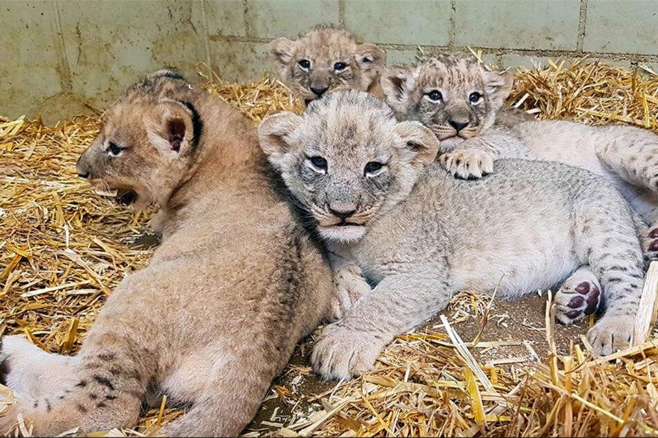 Das Mini-Löwen-Quartett wird ab Freitag für die Zoo-Besucher zu sehen sein.