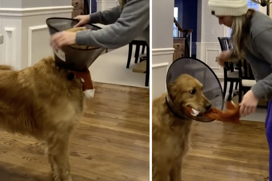 Der Grund wieso dieser Hund eine Halskrause trägt, bringt Tausende zum Lachen