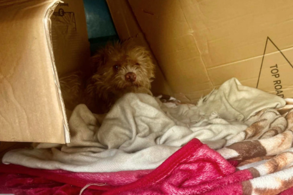 This stray dog's human friend built him a little cardboard house.