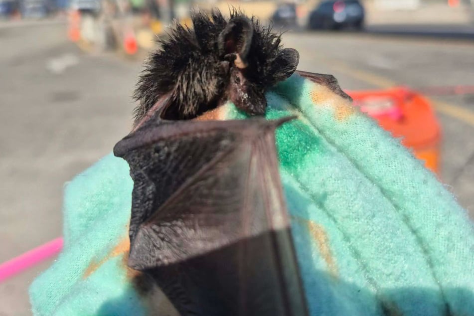 Ihre Flügel hatte die Fledermaus gut verborgen, als sie zwischen den Steinen lag.