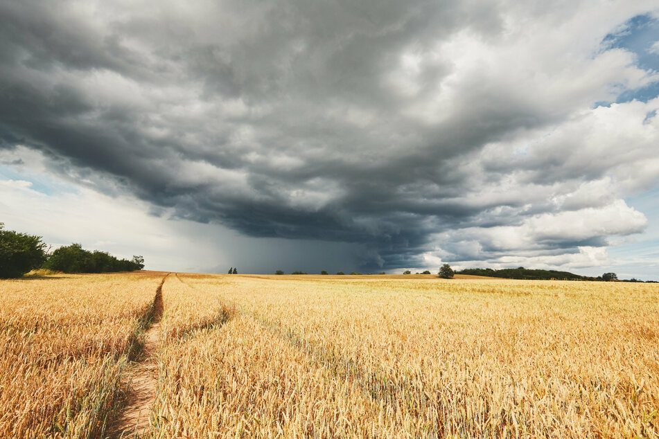 Über einem Feld braut sich ein Unwetter zusammen. Auch in NRW müssen die Menschen sich auf ungemütliches Wetter einstellen. (Symbolbild)