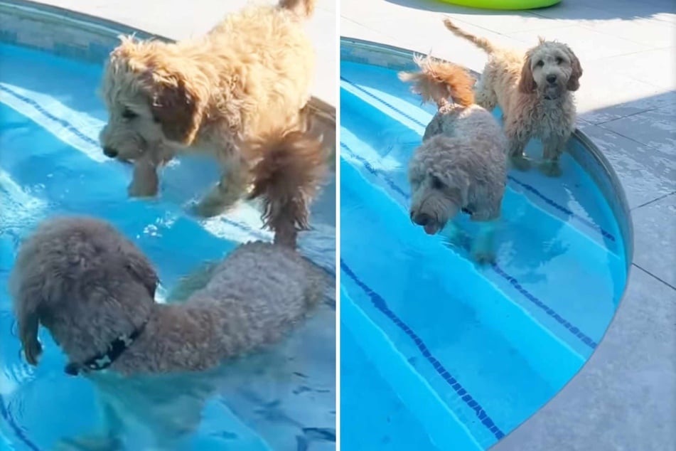 Isla the Golden Doodle dog leads the way, showing little Luna how to swim.