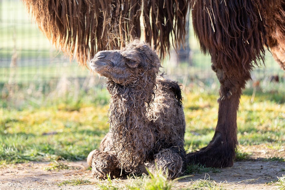 Auch wenn das Kleine noch etwas tapsig unterwegs ist, zeigt sich bereits jetzt das typische unerschrockene Wesen seiner Art.