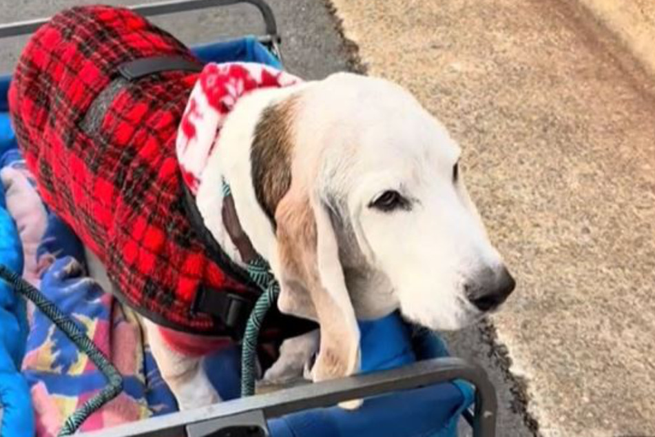 Basset hound Errol had to be transported in a stroller after his operation, when he reunited with his old dog friend Romeo.