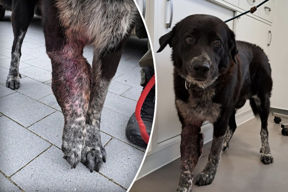 Der Tumor am Bein des Hundes hätte frühzeitig operiert werden können.