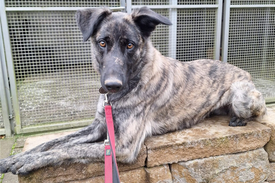 Im Tierheim Fulda-Hünfeld sitzend, wartet Cookie darauf, ein neues Zuhause zu finden, in dem sie endlich ankommen darf.