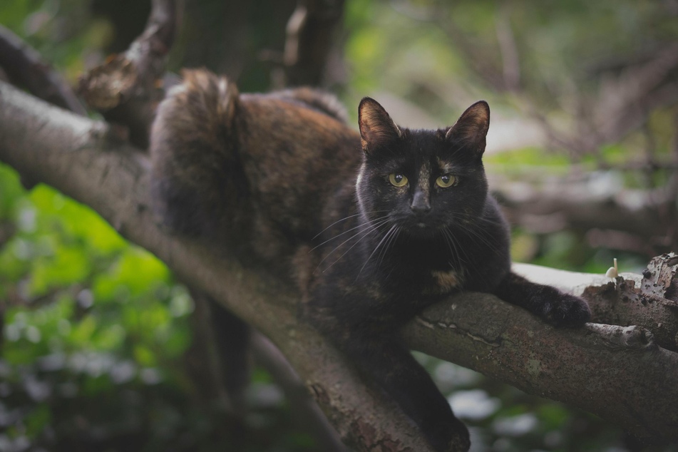 Auch im hohen Alter gibt es für Katzen im Garten noch viel zu entdecken.