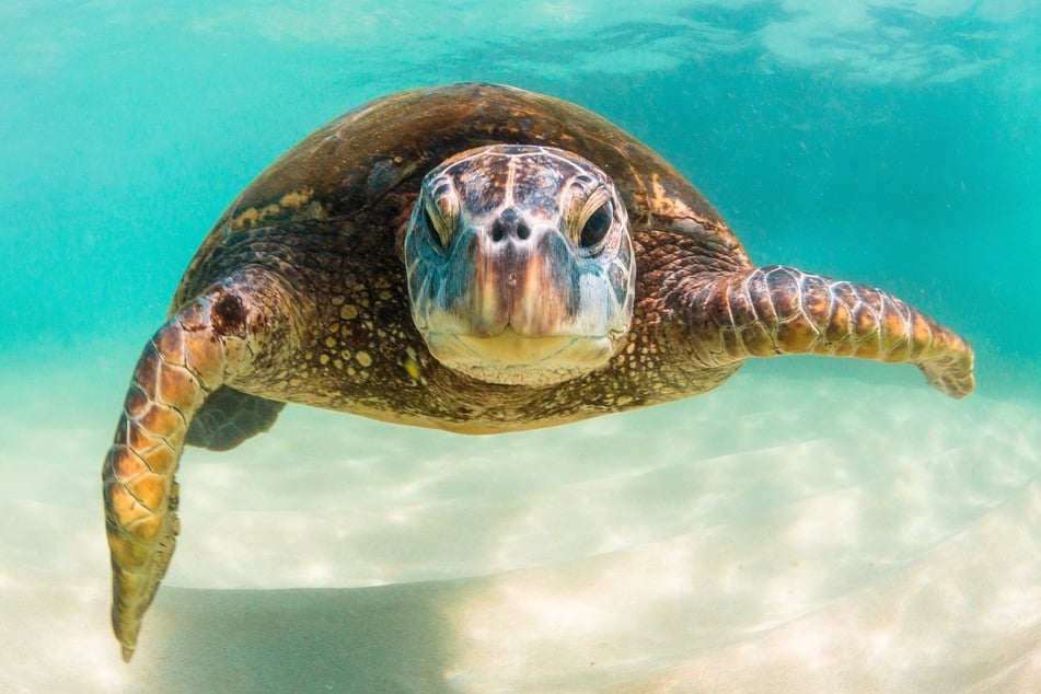 Kinderfilme wie Findet Nemo oder Sammys Abenteuer enthalten coole Schildkröten.